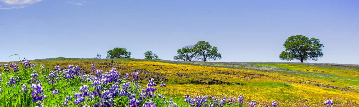 Banner image of Orland